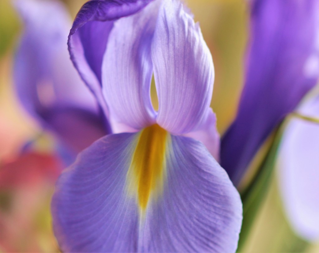Lavender Iris by lynnz