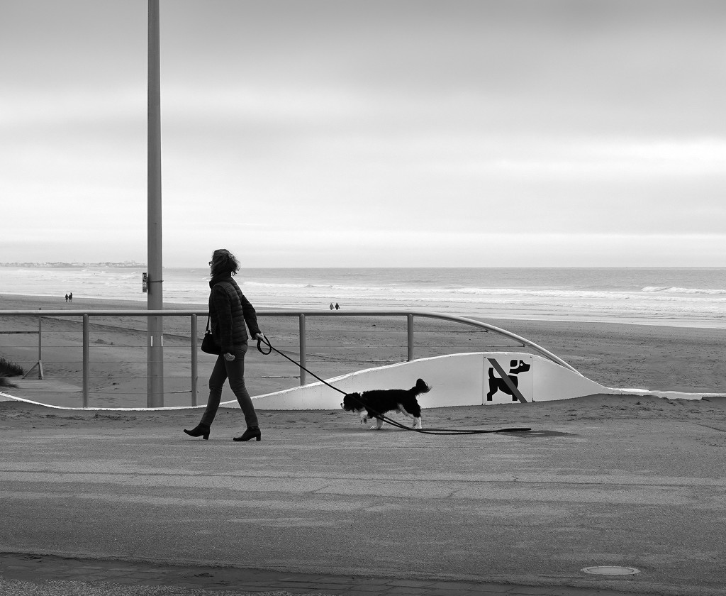 Dogs by alainbouchard