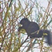 Black squirrel...... by 365anne