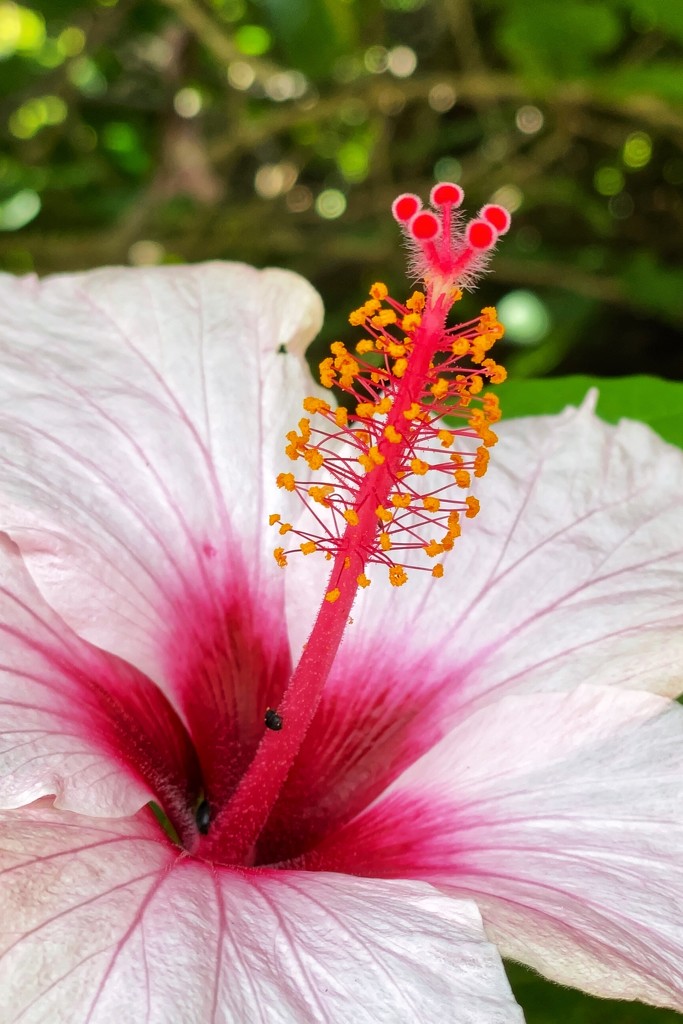 Pink and white hibiscus  by johnfalconer