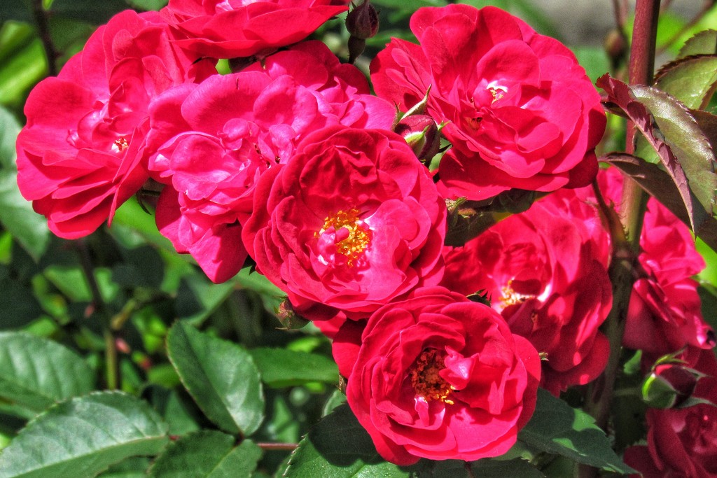 Third flowering of this rose bush.  by johnfalconer