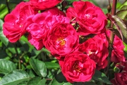 29th Mar 2021 - Third flowering of this rose bush. 