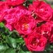 Third flowering of this rose bush.  by johnfalconer