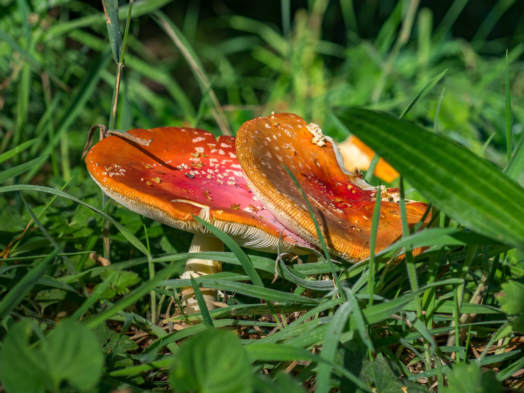 It is autumn and a mushroom season by gosia