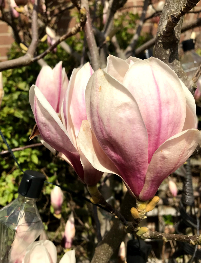 magnolias by cam365pix