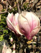24th Mar 2021 - magnolias