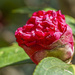 Camellia Bud by k9photo