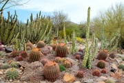 30th Mar 2021 - Cactus garden