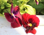 29th Mar 2021 - March 29: Red Pansies