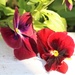 March 29: Red Pansies by daisymiller