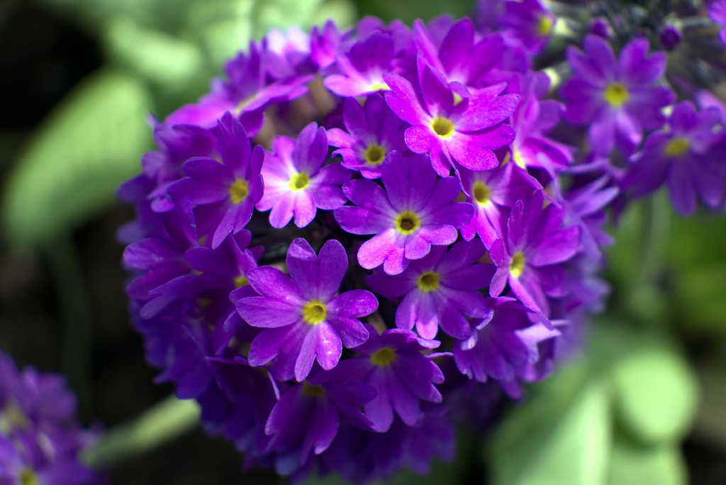 Drumstick Primula by 365projectorglisa