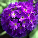 Drumstick Primula by 365projectorglisa
