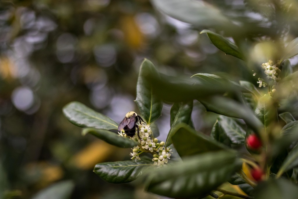 Bee, Bokeh, and Berries by darylo