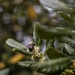 Bee, Bokeh, and Berries by darylo