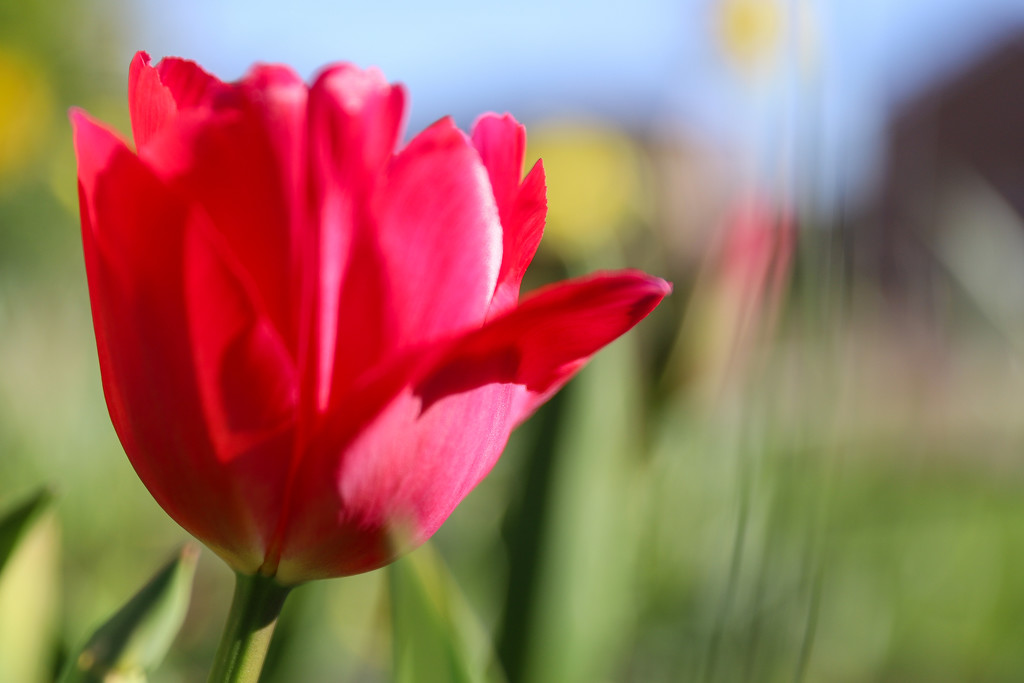 🌈 Red Tulip by phil_sandford
