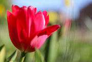 29th Mar 2021 - 🌈 Red Tulip
