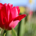 🌈 Red Tulip by phil_sandford