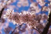 29th Mar 2021 - Cherry Blossom