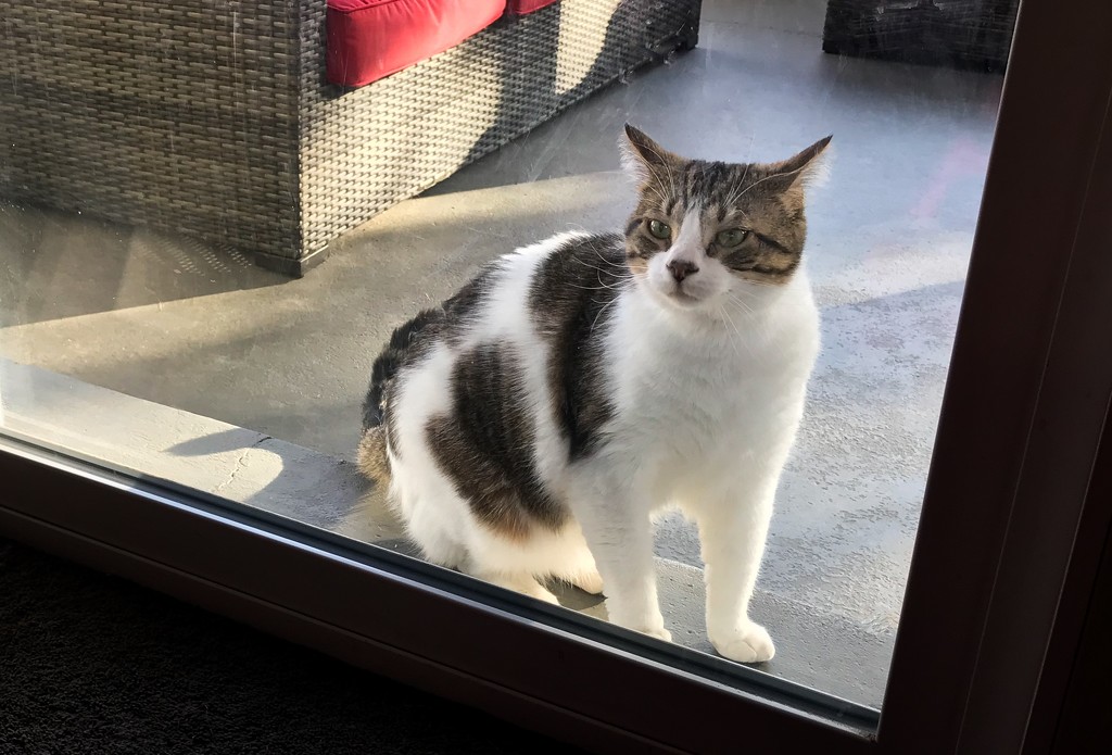Would somebody please let me in by mittens