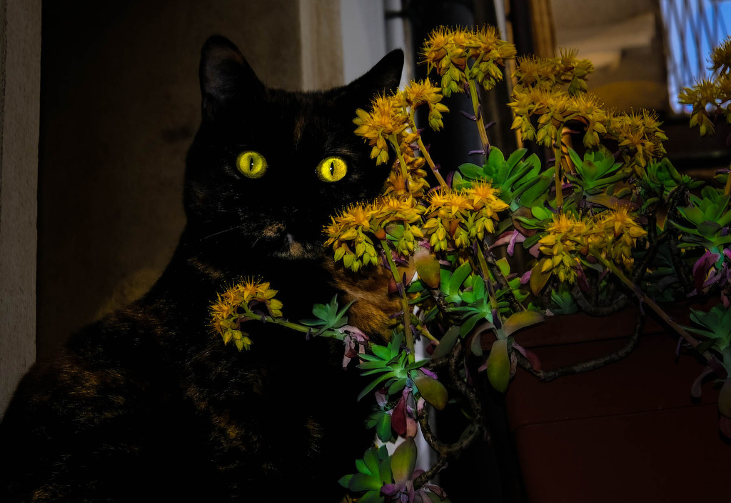 The cat with yellow eyes by caterina