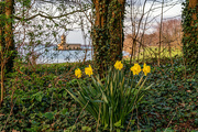 29th Mar 2021 - Spring Daffodils 
