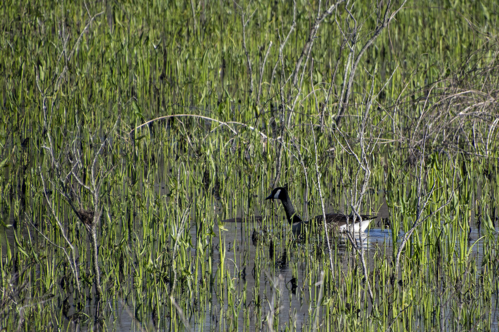 Tuckahoe Goose by timerskine