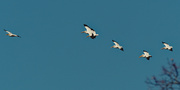 29th Mar 2021 - American white pelicans
