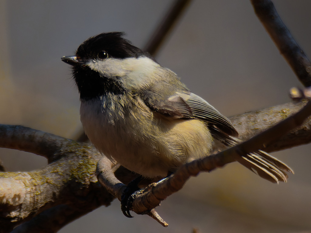 black-capped chickadee  by rminer