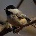black-capped chickadee  by rminer