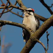 29th Mar 2021 - downy woodpecker 