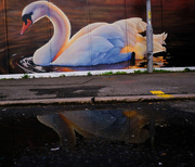 29th Mar 2021 - Ride a White Swan