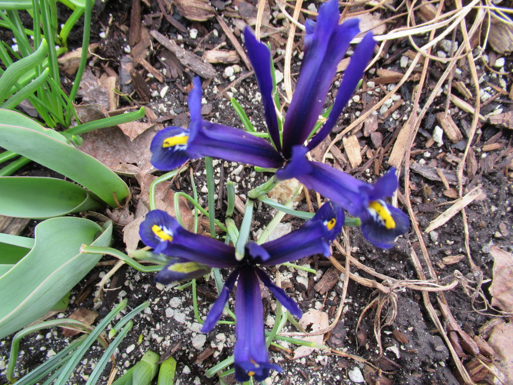 My first spring flowers in the garden and we had snow this morning by bruni