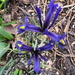 My first spring flowers in the garden and we had snow this morning by bruni