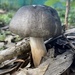 Mushroom by sugarmuser