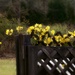 Fences and wild vines... by marlboromaam