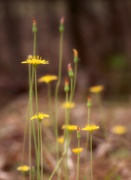 30th Mar 2021 - My 8th wildflower find of spring...