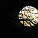 Full moon rise by larrysphotos