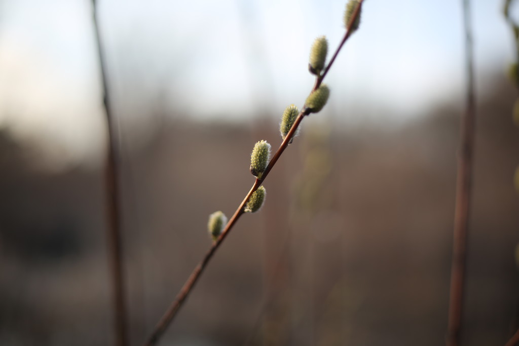 pussy willow... by earthbeone