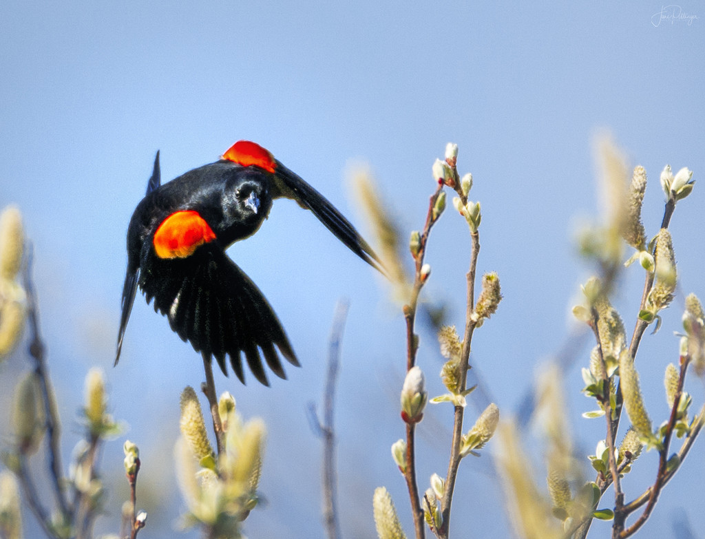Redwinged Blackbird Coming At Me  by jgpittenger