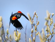30th Mar 2021 - Redwinged Blackbird Coming At Me 