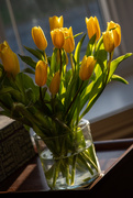 29th Mar 2021 - Who doesn't love tulips!