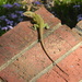 Lizard on Step by sfeldphotos