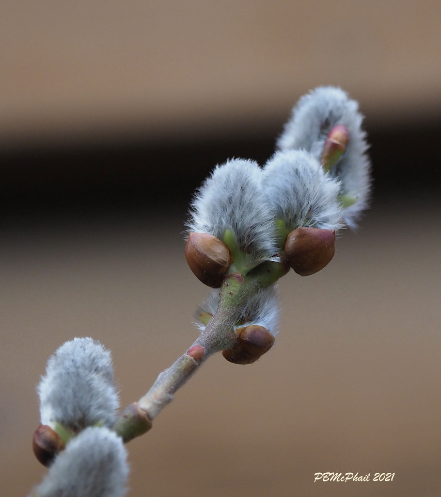 Pussy Willow, Pussy Willow by selkie