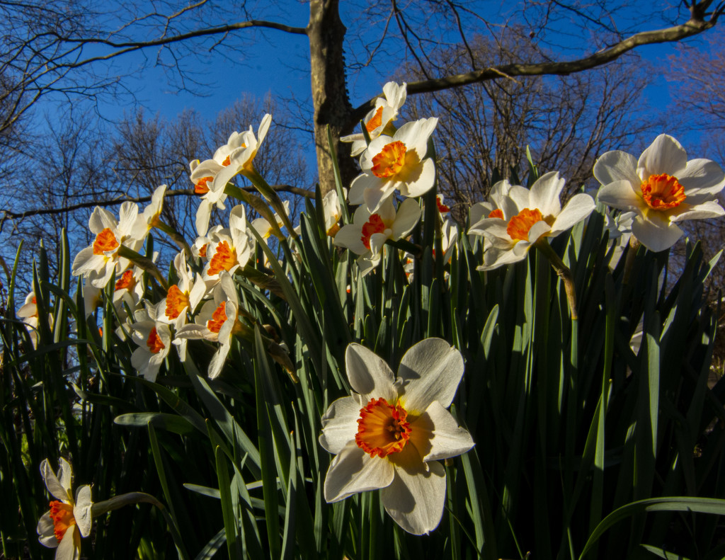 Blue Skies and Daffodils by cwbill