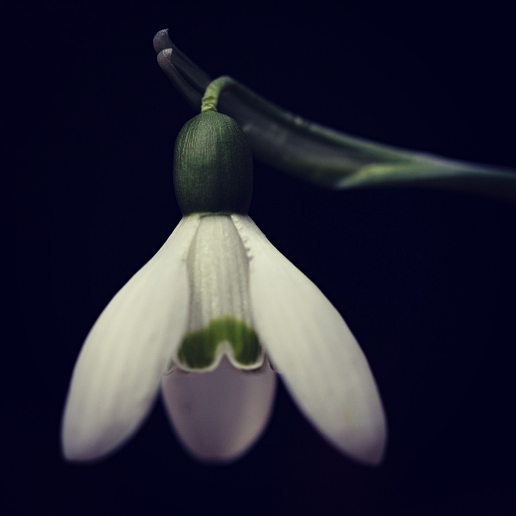 Snowdrop 0.02 by juliedduncan