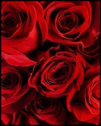 29th Mar 2021 - Red Roses