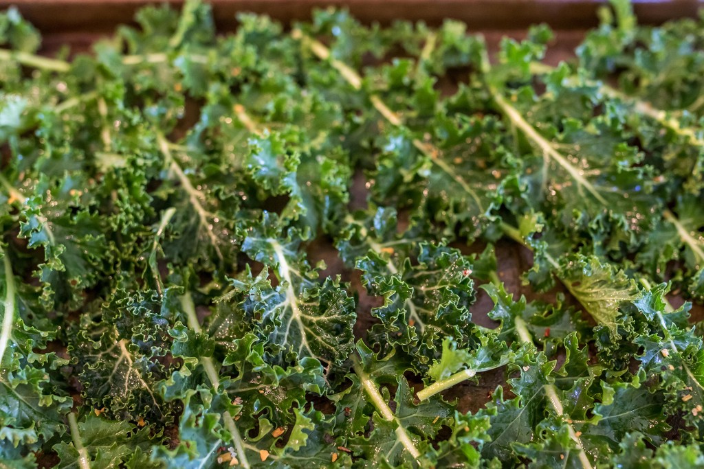 All my Kale ready for the Oven by darylo
