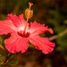Hibiscus Flower! by rickster549