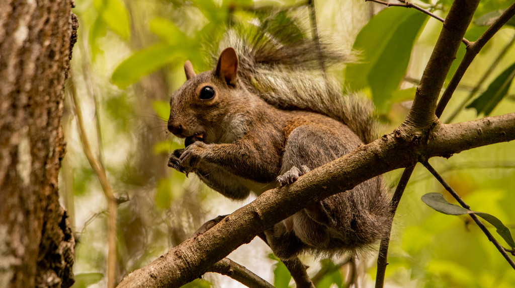 Mr Squirrel Found a Snack! by rickster549