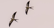 29th Mar 2021 - Swallowtail Kites Flying Together!